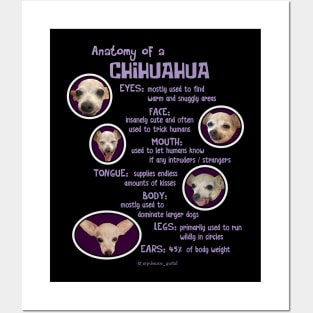 Anatomy of a chihuahua Posters and Art